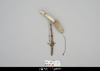 藏品(人形淨琉璃-左手)的圖片